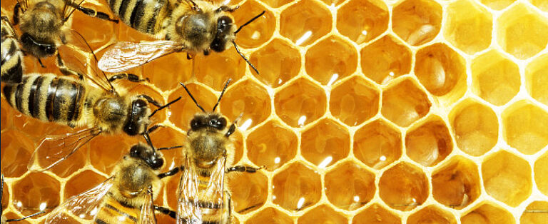 Bienen arbeiten auf Waben